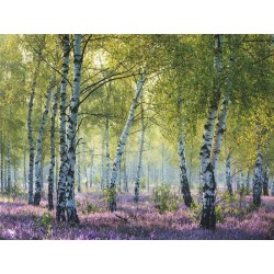 PUZZLE 1000 BOSQUE DE ABEDULES